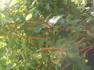 DSC00005~9.JPG