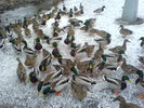DSC00537.JPG